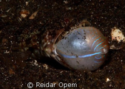 Lizardfish eating a pufferfish. I waited for fifteen minu... by Reidar Opem 